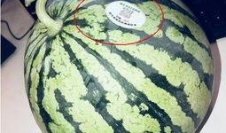 网红在线吃瓜,揭秘娱乐圈幕后真相